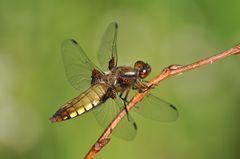 Libellula depressa